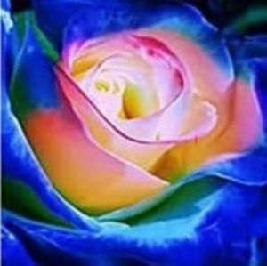 Meet your Posher, Lesa